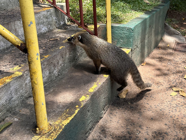 【イグアスの滝（ブラジル側）】“正面からぶつかる”世界三大瀑布のスケール感。