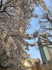 🌸首爾櫻花之旅🌸🇰🇷