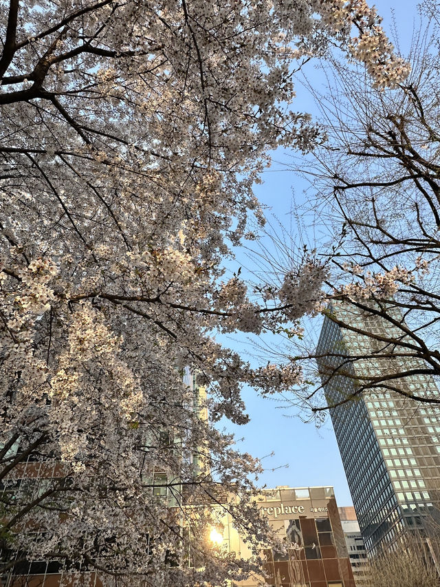 🌸首爾櫻花之旅🌸🇰🇷