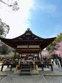 a chill hanami spot