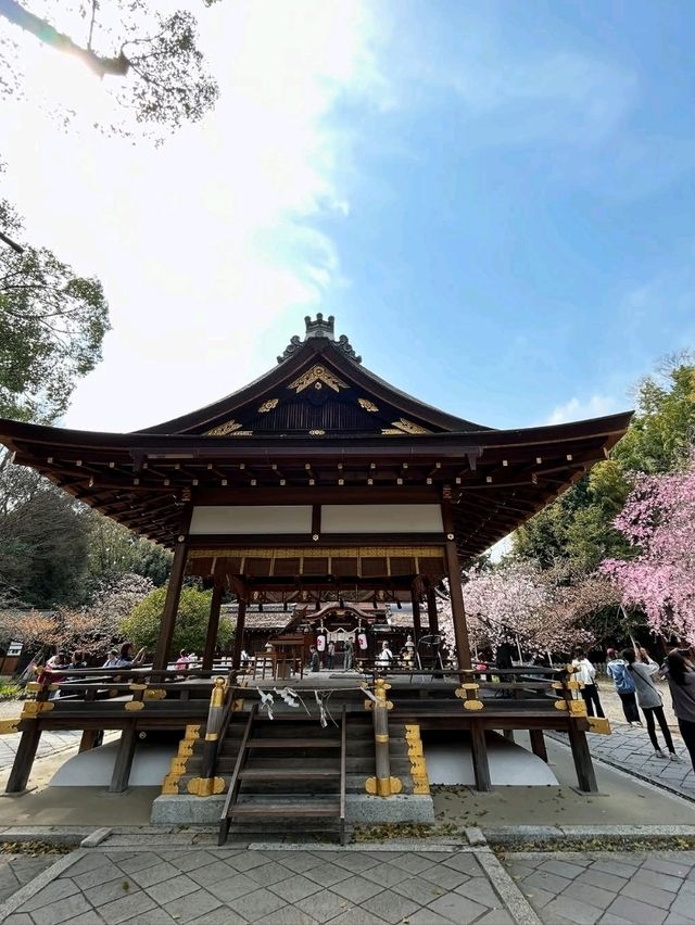 a chill hanami spot