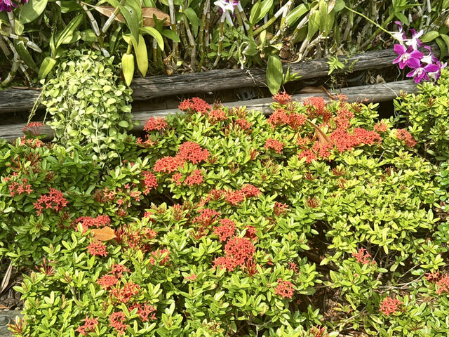 April Breeze at Benchasiri