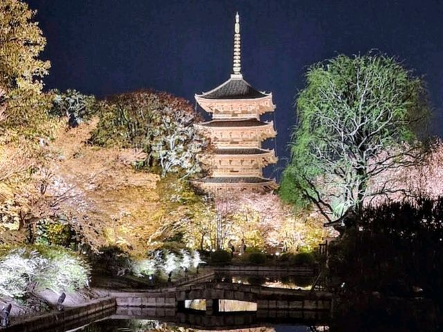 京都車站周邊賞櫻首選---東寺•夜櫻