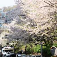 Ansan Cherry Blossom Walkway