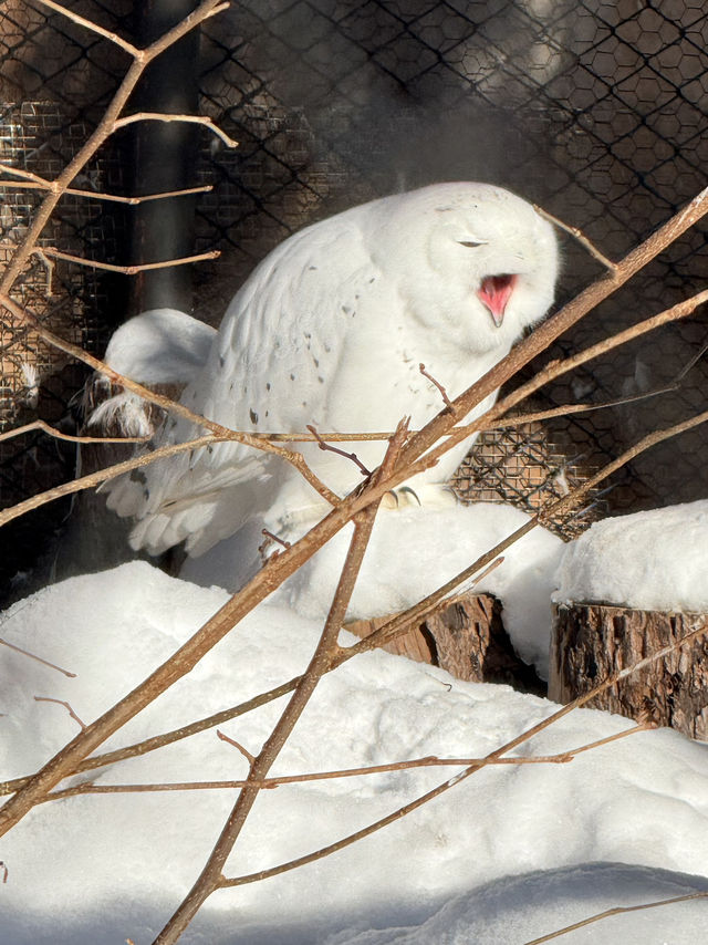 旭山動物園