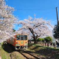 Cherry Blossoms, Lakeside Vibes, and Pure Chill
