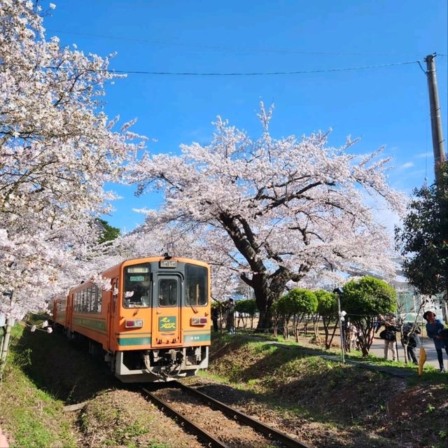 Cherry Blossoms, Lakeside Vibes, and Pure Chill