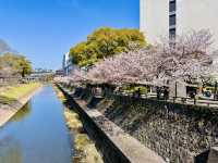 Riverside Reverie: A Sakura Stroll to Kumamoto Castle