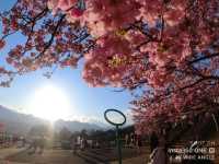 Matsuda Cherry Blossom Festival: Early Spring Charm in Kanagawa