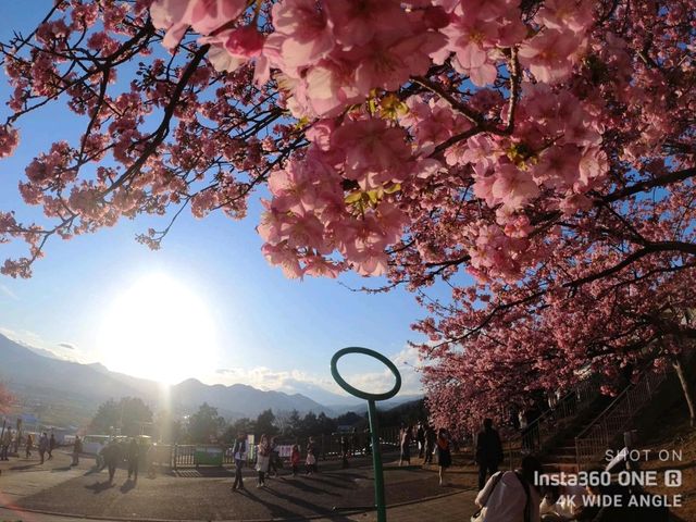 Matsuda Cherry Blossom Festival: Early Spring Charm in Kanagawa