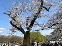 Tokyo Unveiled: Tradition Meets Tech in Japan’s Electric Capital