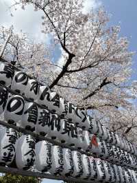 Sakura Season in Japan 🌸✨ 7Apr - 9Apr 2025