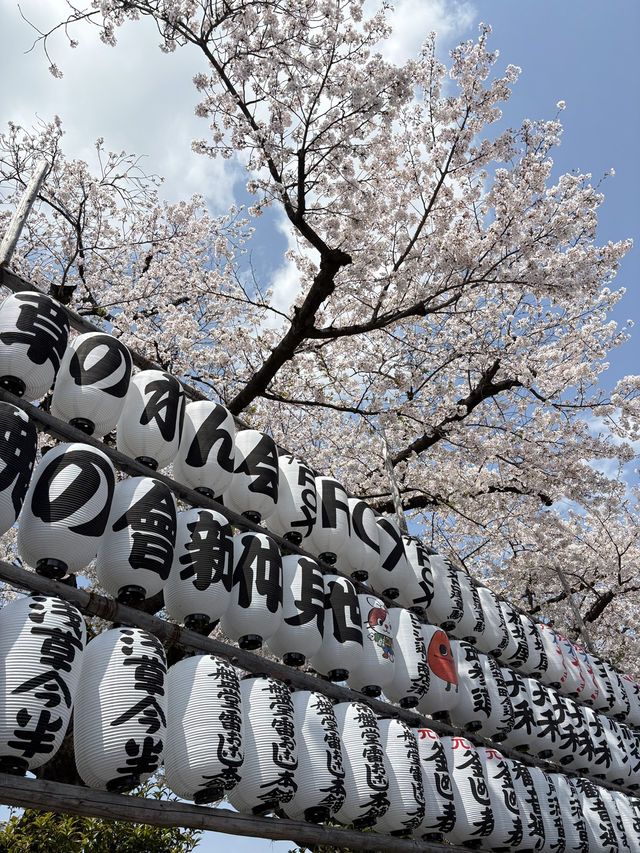 Sakura Season in Japan 🌸✨ 7Apr - 9Apr 2025
