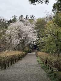 🌸【雨中偕樂園．櫻花靜賞漫旅】探訪日本三大名園之一｜水戶最值得造訪的春日秘境