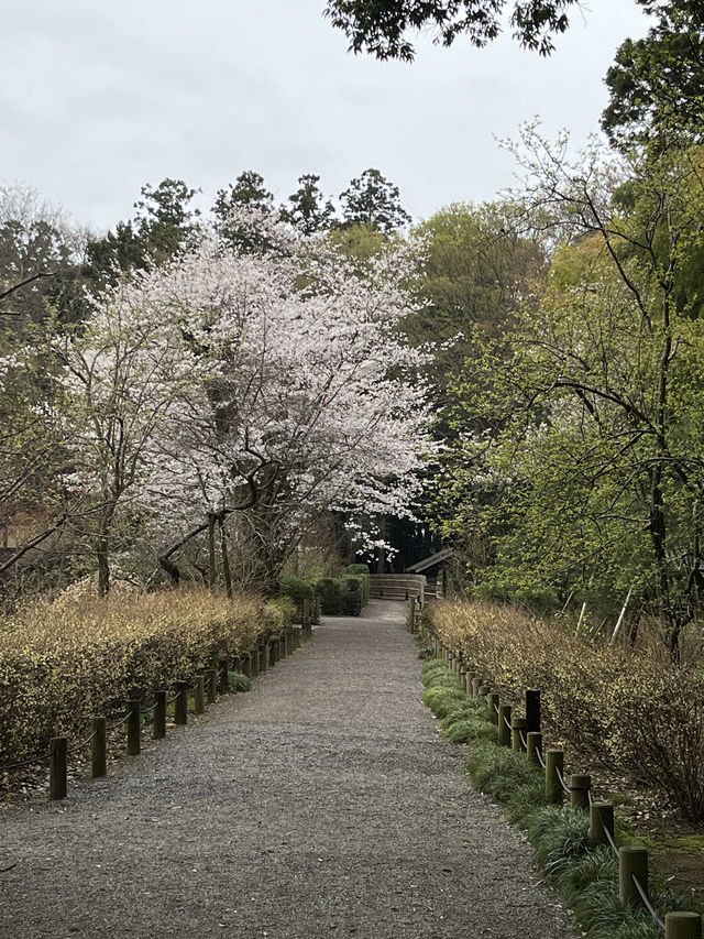 🌸【雨中偕樂園．櫻花靜賞漫旅】探訪日本三大名園之一｜水戶最值得造訪的春日秘境