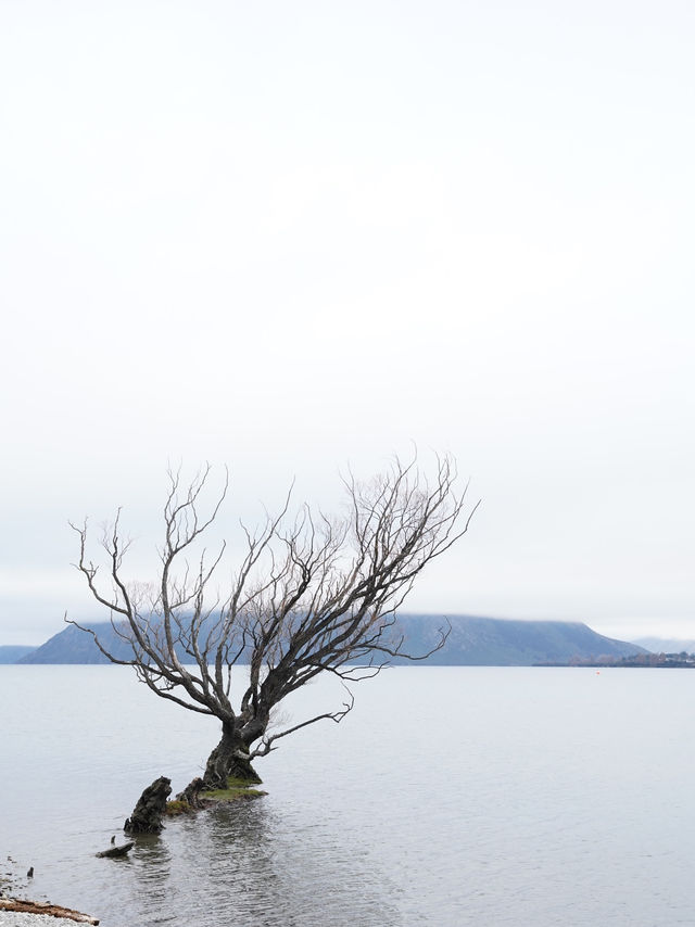 紐西蘭南島🇳🇿Edgewater Hotel Café 早餐打卡🩵湖景與孤獨的樹