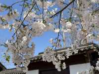 Cherry blossoms in Hangzhou (2025.03.26) 