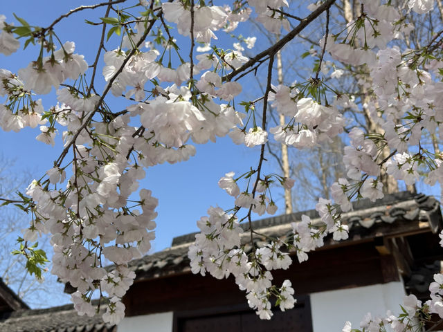 Cherry blossoms in Hangzhou (2025.03.26) 