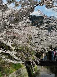 Wandering the Philosopher’s Path – Kyoto’s Most Peaceful Stroll