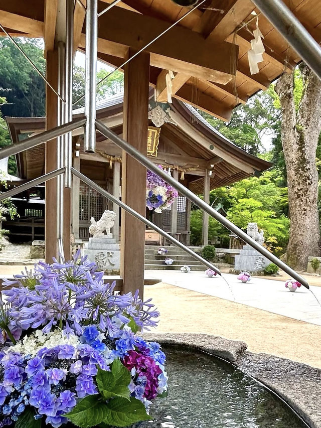 【福岡観光】今年も見たい❁⃘神社の紫陽花祭り♡