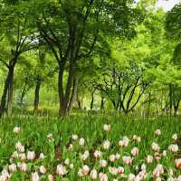 Seoul Forest Park: A Green Escape in the City