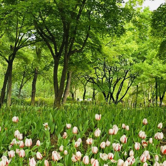 Seoul Forest Park: A Green Escape in the City