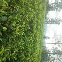 CEYLON TEA HISTORY 