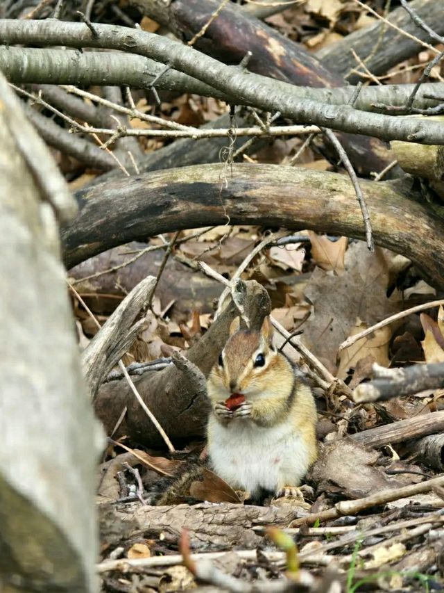 High Park – Where Nature Meets the Heart of Toronto