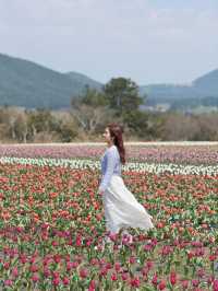 🇰🇷濟州春季限定🌷鬱金香花海