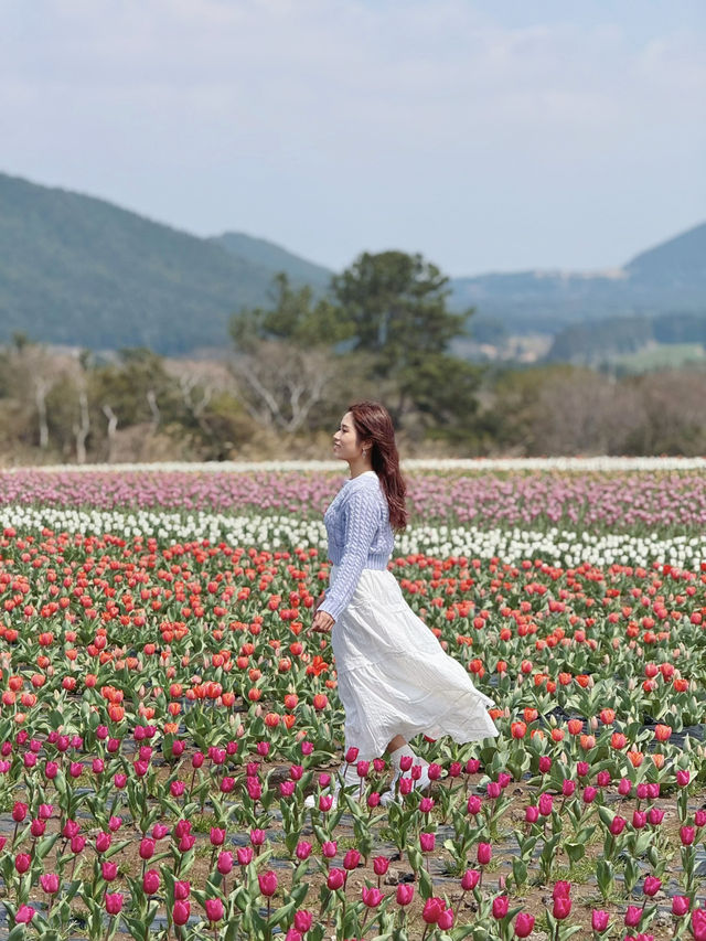 🇰🇷濟州春季限定🌷鬱金香花海
