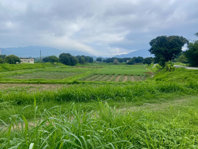 端午節好去處✨ 河上鄉塱原濕地🪷 荷花田隱世賞花美景 