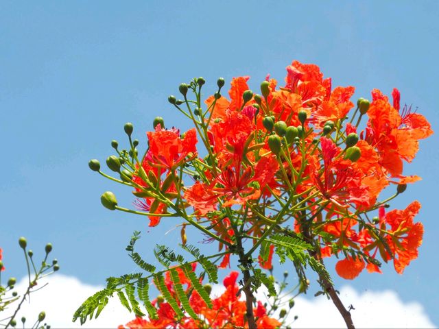 ศาลเจ้าพ่อเขากา อ่างเก็บน้ำคลองสียัด 