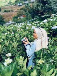 Lost in a Sea of Hydrangeas at Kuv Niam Hydenyia, Chiang Mai