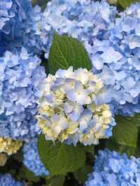 杉林溪繡球花季