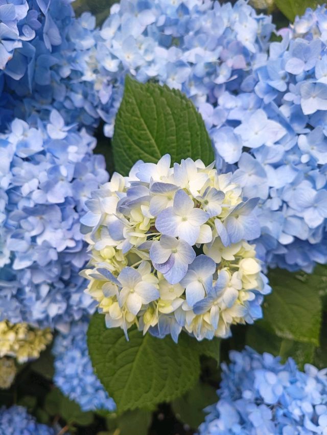 杉林溪繡球花季