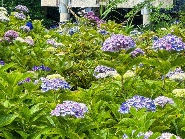 石川縣🇯🇵繡球花景點特集💐