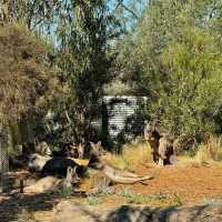 Werribee Zoo | An African Safari Experience in Melbourne! 🦒🛻🌍 