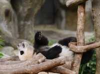 香港🇭🇰 海洋公園睇熊貓🐼