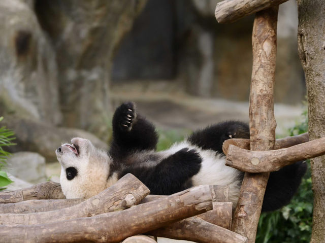 香港🇭🇰 海洋公園睇熊貓🐼