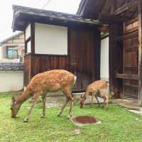 【広島】宮島絶景を見渡せる大人のカフェ🍋