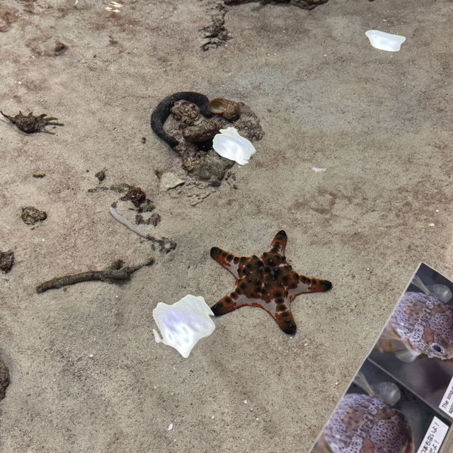 日本沖繩火爆🔥的水族館分享