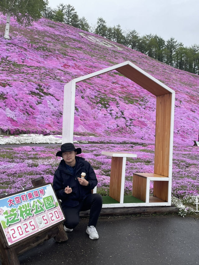 與芝櫻來場浪漫的約會吧
