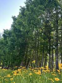A Wetland Oasis by the River – Houtan Park, Shanghai