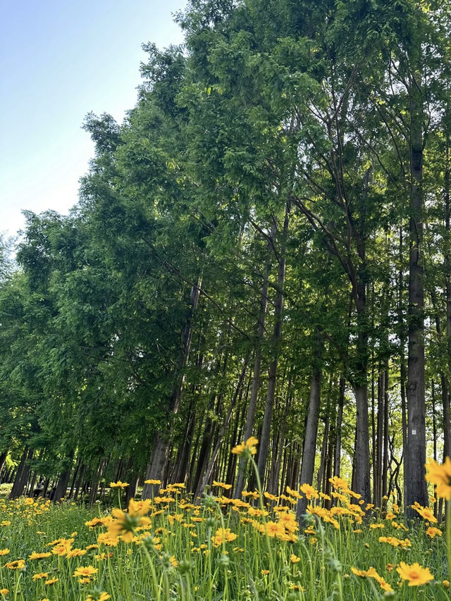 A Wetland Oasis by the River – Houtan Park, Shanghai
