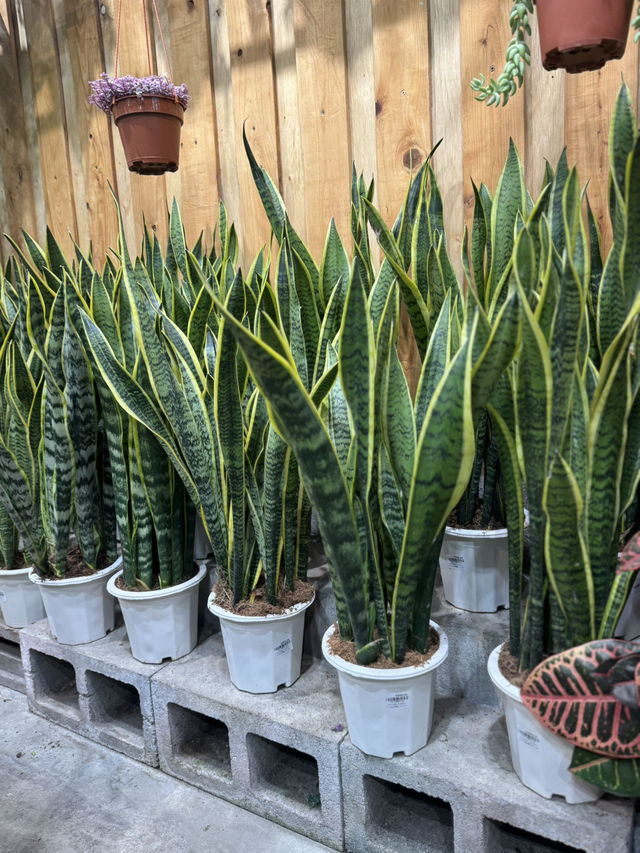 Summer Vibes & Plant Finds 