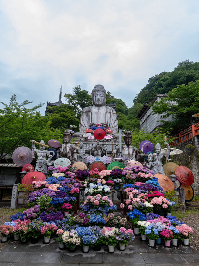 本気の奈良！あじさゐ回廊開催中 眼病平穏のご利益あり✨👀