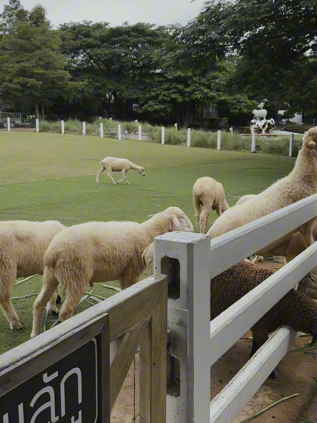 The Scenery Vintage Farm 🌳🍃🎪 สวนผึ้ง