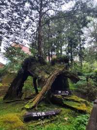 A Dreamy Walk at Alishan