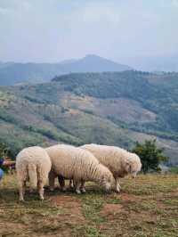 Akha FarmVille ฟาร์มแกะกลางขุนเขา แม่สรวย 