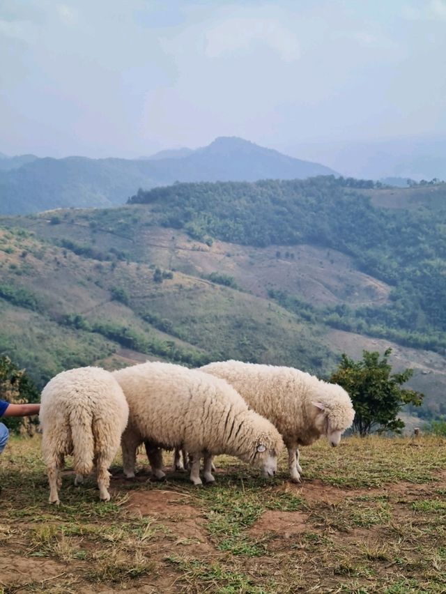 Akha FarmVille ฟาร์มแกะกลางขุนเขา แม่สรวย 